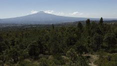 Sector forestal de México buscará apoyo exterior ante reducción presupuestal