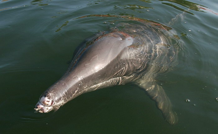 Científicos de la Administración Nacional de Océanos y Atmósfera (NOAA) señalaron que desde julio pasado se ha registrado una "elevada mortalidad" de delfines en la costa suroeste de Florida, donde ocurre el fenómeno de la marea roja. EFE/John Riley