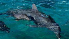Presentan al público dos crías de delfín nacidas en oceanario de Cartagena