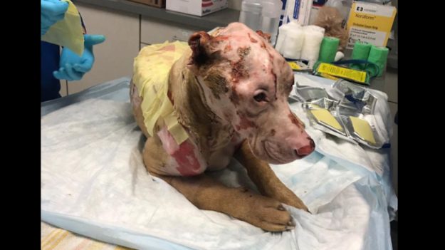 Encuentran a este perrito cubierto de sangre, luego descubren que sufre quemaduras químicas