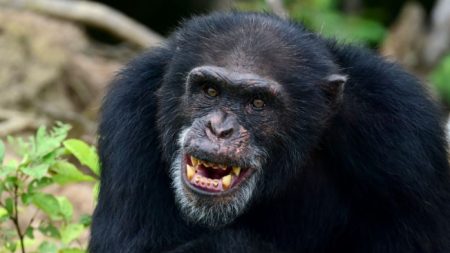 Chimpancé escapa y lo filman pateando con furia a un empleado de un zoo en China