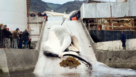 Japón reanudará caza de ballenas en 2019 y abandona organismo internacional de regulación