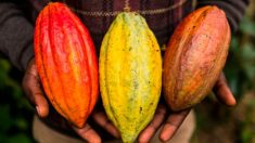 La intromisión del gobierno socialista está poniendo en peligro producción de cacao en Venezuela