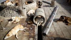 Municipio argentino aprueba polémica ley que permite sacrificar perros callejeros no adoptados