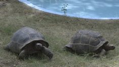 Estudiar la tortuga “Solitario Jorge”, clave para entender longevidad y cáncer