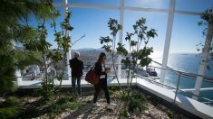 Arquitectura vegetal para renaturalizar las ciudades y mejorar la salud