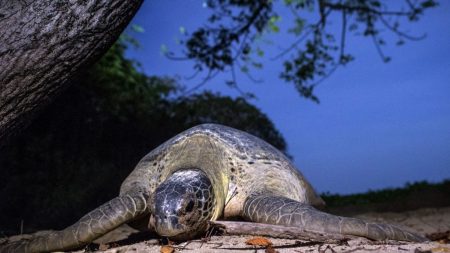 [VIDEO] Rescatan una tortuga en peligro de extinción antes de que fuera cocinada