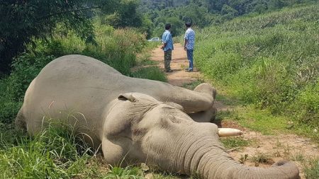 India: Incendian a bebés elefantes con bolas de fuego