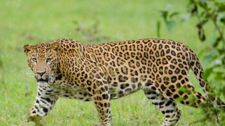 Leopardo hambriento entra a la cocina y arrebata bebé de tres años de su madre en India