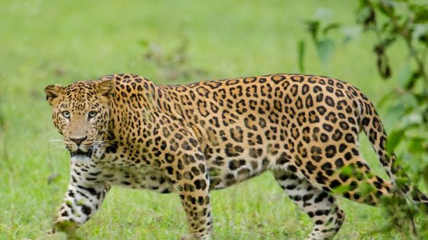 Leopardo hambriento entra a la cocina y arrebata bebé de tres años de su madre en India