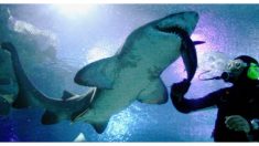 Intrépida dentista ha salvado más de 200 tiburones quitando anzuelos de sus peligrosas fauces