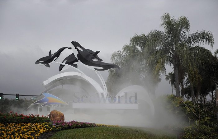 La orca "Keyla", del SeaWorld de Orlando (centro de Florida), murió hoy a los 30 años tras presentar este fin de semana complicaciones de salud, informó la compañía. EFE