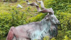 Cazador de trofeos paga 100.000 dólares para matar una rara cabra en peligro de extinción