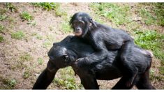 Lindo video de mamá chimpancé jugando al ‘avión’ con su cría es la conexión perfecta de amor y ternura