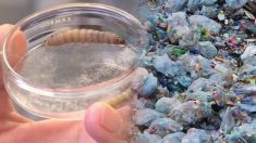 Españoles descubren accidentalmente aliados para la crisis de los desechos plásticos: gusanos de cera