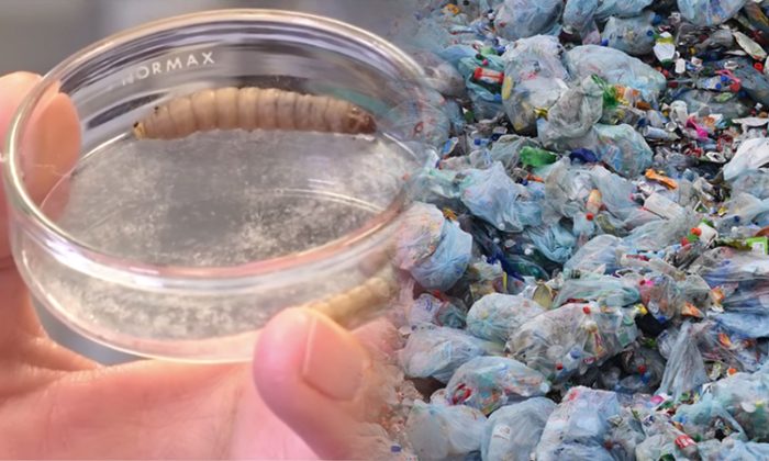 Científicos descubren accidentalmente una posible solución para el problema de los desechos plásticos.