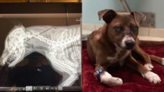 Afortunada cachorra sobrevive milagrosamente tras recibir un flechazo en su cabeza