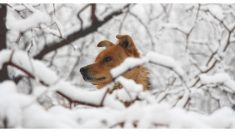 Aunque la dejaron sola en medio de la nieve y el intenso frío, esta perrita no pierde la esperanza