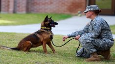 Entrenadora le da una segunda oportunidad a un perro y como recompensa salva la vida de su hijo