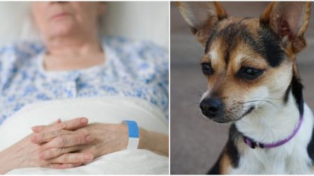 Doctor hace todo para hallar al perro de su agonizante paciente y los reúne antes que ella muera