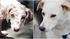 Perro en estado lamentable es rescatado de un «calabozo» y sufre una irreconocible transformación