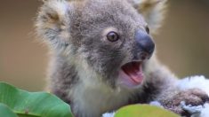 Bebé koala abandonado por su madre finalmente recibe un nombre en concurso de zoo de Australia