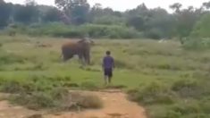 Captan momento en que un elefante aplasta y mata a un hombre que al parecer quería hipnotizarlo