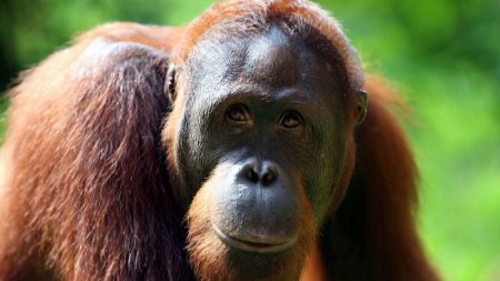 Impresionantes imágenes de un orangután que parece luchar por su vida contra una excavadora