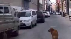 Un perro leal guía a la ambulancia hasta donde está su dueño colapsado y le salva la vida