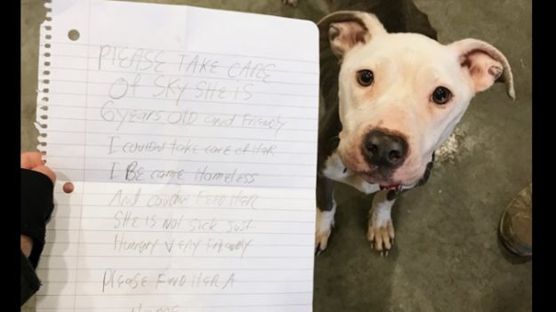 Dejan a este perro en la puerta de un refugio con una nota que les rompe el corazón a todos