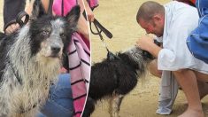 Un perrito ciego de 12 años se reúne con su dueño después de un dramático rescate en el mar helado