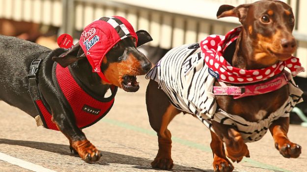 Inauguran museo en Nueva York dedicado por completo al mejor amigo del hombre: el perro