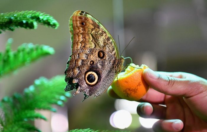 Una mariposa es vista durante una visita previa del conservatorio de mariposas en el Museo de Historia Natural Americana en Nueva York. (Foto de Angela Weiss/AFP) (El crédito de la foto debe leer ANGELA WEISS/AFP/Getty Images) 