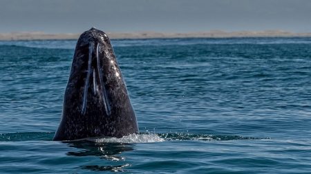 La ballena gris llega a los santuarios mexicanos de Baja California Sur