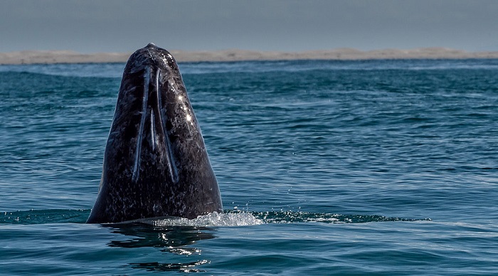 Una ballena gris (Eschrichtius robustus) emerge de las aguas de la Laguna Ojo de Liebre, Baja California Sur, México. AFP PHOTO/OMAR TORRES / AFP / OMAR TORRES (El crédito de la foto debe leer OMAR TORRES/AFP/Getty Images)