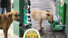 La Policía instala «estaciones de agua y galletas» para animales hambrientos abandonados en Perú