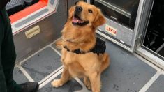 Perro antidrogas termina con sobredosis tras inspeccionar fiesta electrónica en un yate en EEUU