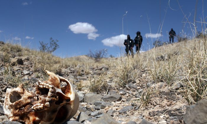 Policías mexicanos cerca de un cráneo descubierto en una gran tumba de víctimas de la reciente violencia del narcotráfico en el condado de Juárez, México, el 19 de marzo de 2010. (Spencer Platt/Getty Images)