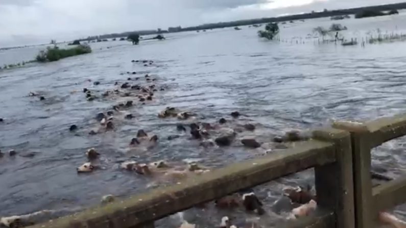 Centenares de vacas sumergidas dentro del agua pasan debajo del puente del arroyo Batel en Goya, Corrientes debido a las inundaciones en Argentina. Captura de video