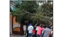 Árbol cae sobre turistas durante destructivas rachas de viento en Playa del Carmen