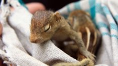 Policía lleva su auto patrulla al mecánico, al revisarlo halla un tierno nido de bebés ardillas