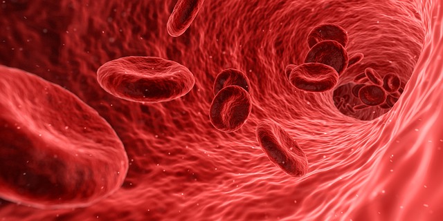Imagen ilustrativa de los glóbulos rojos /Crédito: Pixabay/qimono/ Creative Commons CCO 1.0 