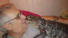 Amante del riesgo: hombre mostró al caimán que tiene de mascota y agrega que «es un apoyo emocional»