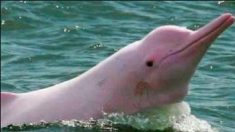 Una nueva especie se suma: delfín rosado entra a la lista de los animales en peligro de extinción