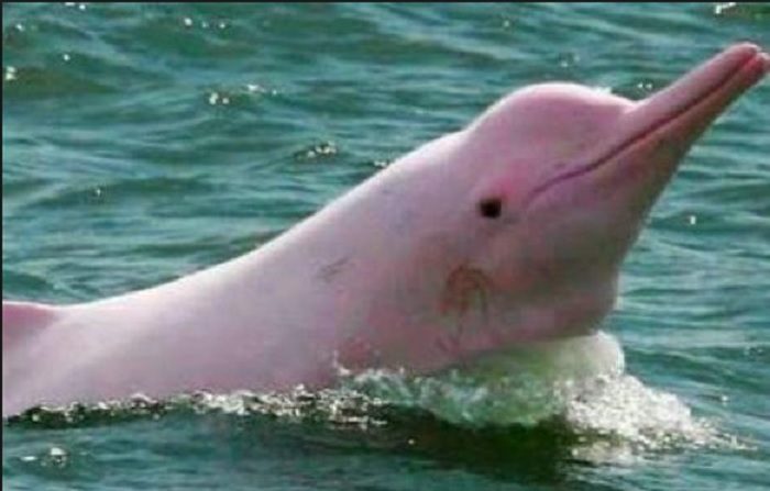 Delfín rosado CC0