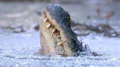 Sorprendente estrategia de caimanes para sobrevivir el invierno en pantanos congelados