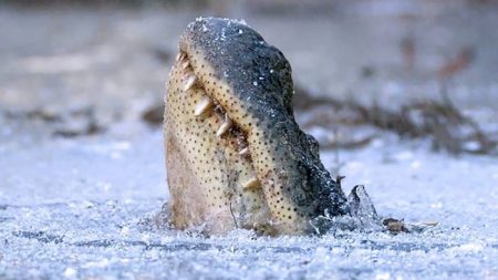 Sorprendente estrategia de caimanes para sobrevivir el invierno en pantanos congelados