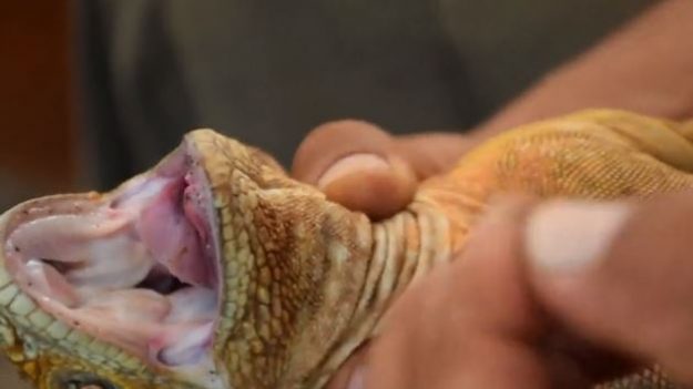 Después de 2 siglos echan a las cabras y vuelven las iguanas a la isla Santiago de Galápagos