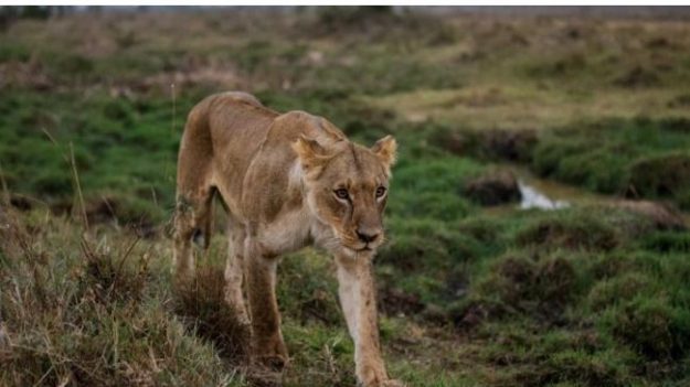 Video revela cómo cuatro leones se apoderan de una transitada carretera en Sudáfrica