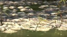 Más de un millón de peces mueren en río de Australia, es la segunda muerte masiva del mes